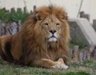 Почина лъвът с кротък нав Славчо от Софийския зоопарк 