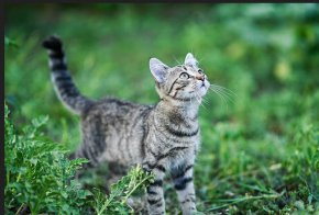 Котките с достъп навън драскат по-малко мебелите и са по-спокойни през нощта