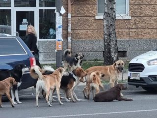  Глутница кучета вилнее из Изгрев и Студентски близо година, всеки ги вижда, освен Екоравновесие