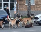  Глутница кучета вилнее из Изгрев и Студентски близо година, всеки ги вижда, освен Екоравновесие
