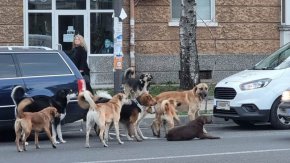  Глутница кучета вилнее из Изгрев и Студентски близо година, всеки ги вижда, освен Екоравновесие