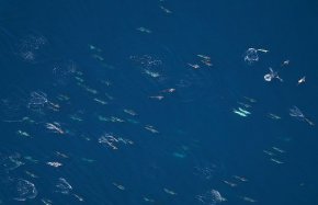 Над 2000 морски хищници се събраха край бреговете на САЩ, сред тях редки и застрашени видове