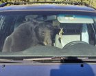Мъж спаси мечка, заклещила се в автомобил в Колорадо