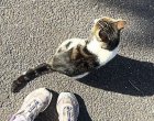Котката ви ходи при непознати? Експерти предупреждават за хора, които примамват чужди домашни любимци