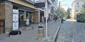  Бездомни кучета изпълзяха из центъра - ето 2 от пл.Журналист: ФОТО НА ДЕНЯ 