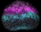  Човешкият мозък всъщност е два отделни органа, установиха учени