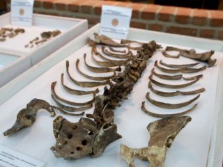 Гърция ни връща костите, за да удари през нас РСМ по византийски: Член на комисията по преговорите