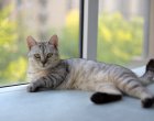 Хората са по-щастливи в страните с повече котки: Проучване