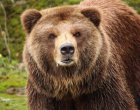  Мечка е забелязана в района над Зоокъта в Сандански