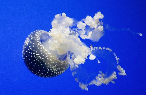 Най-големите медузи