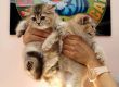 Международна изложба представя редки породи котки във Варна 