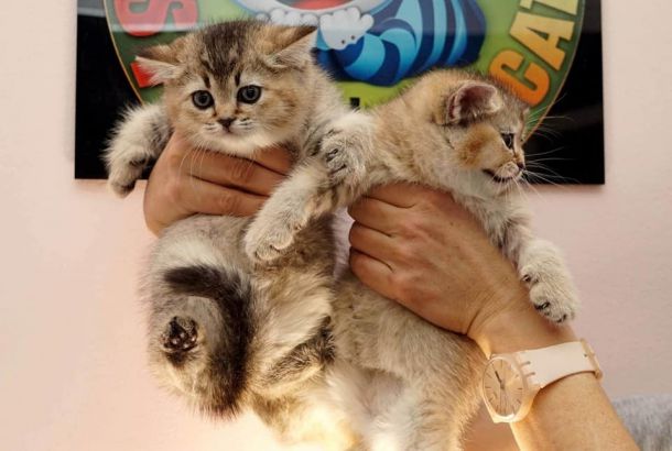 Международна изложба представя редки породи котки във Варна