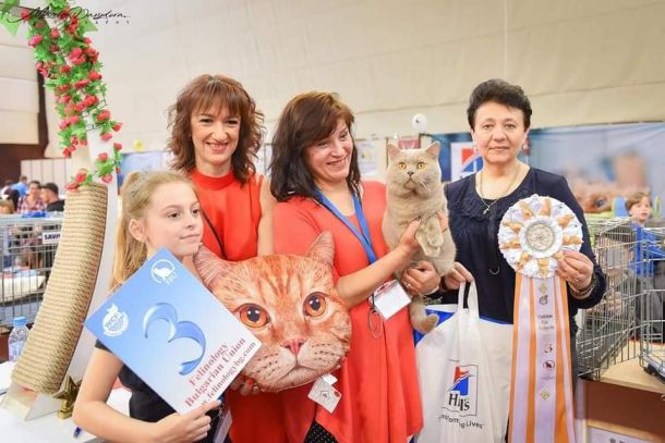 Международна изложба представя редки породи котки във Варна
