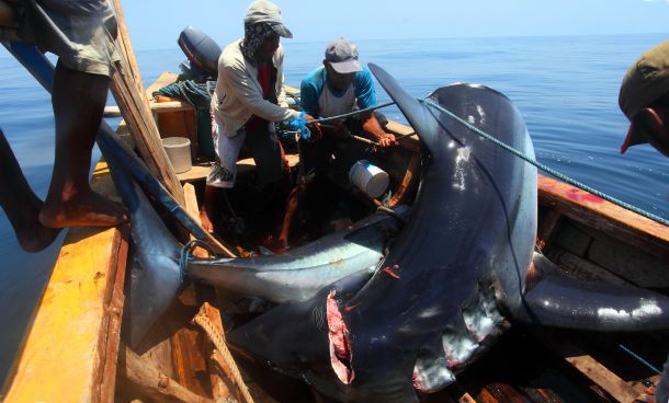 Ловци на китове в Джакарта