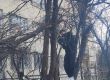 Депутат окастри дървета пред старчески дом