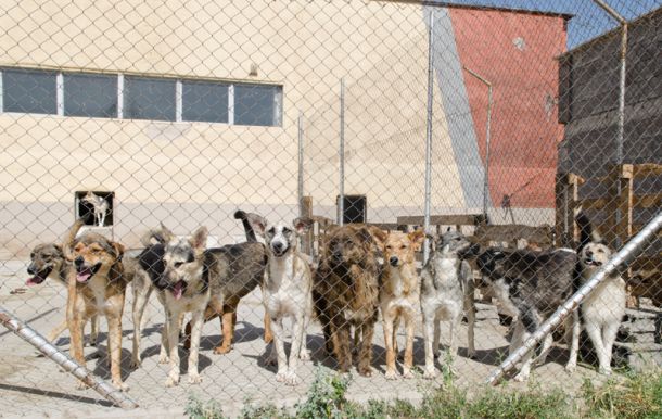 Флаш моб с осиновени кучета пред НДК