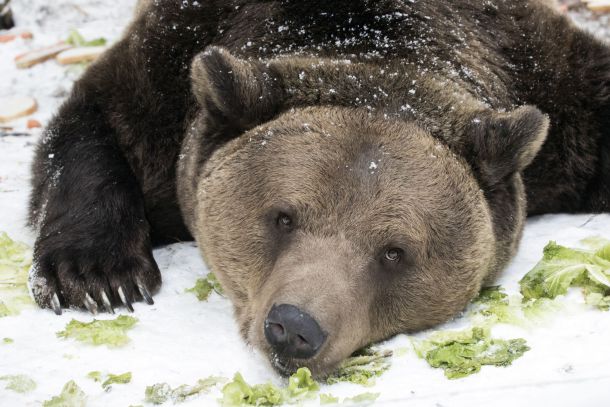  Всички мечки в парка край Белица спят зимен сън за първи път