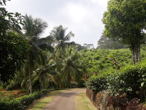 Чаена плантация, Шри Ланка