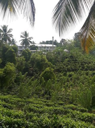 Чаена плантация, Шри Ланка