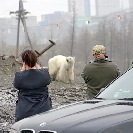     Полярна мечка обикаля руски град