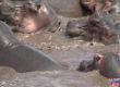   30 ядосани хипопотама атакуват крокодил в Танзания