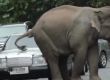   Слон мачка коли