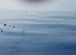 Рибари спасиха бебе делфин