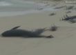 Над 100 делфина умряха, изхвърлени от морето на плаж в Кабо Верде