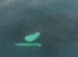 Китове убици за първи път забелязани в  Месинския проток 