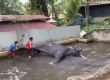  Бият слон, обвинен в убийството на монах в Шри Ланка