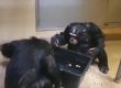 2 шимпанзета създават ново семейство