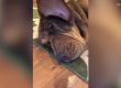  Куче покрива очите си с огромните си уши по време на сън