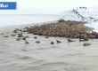 Над 3000 моржа на брега на Карско море