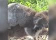 Майката коала носи бебето си