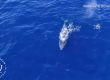 Невероятен момент, когато косатките освобождават хванат гърбат кит 