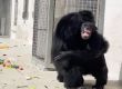 Затрогващ момент, в който шимпанзе излиза за първи път на открито