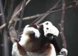 Зоологическата градина в Честър празнува раждането на критично застрашен 