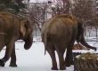  Слониците Фрося и Луиза на кратка разходка в Sofia Zoo
